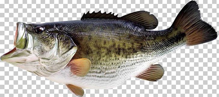 Bass Fishing Largemouth Bass PNG, Clipart, Animals, Barramundi, Bass, Bass Fish, Bass Fishing Free PNG Download