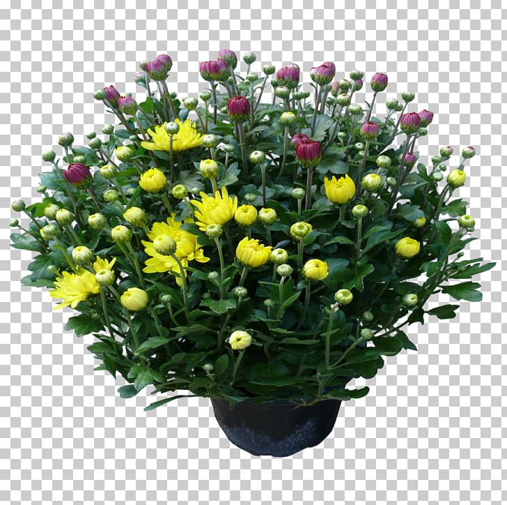 Chrysanthemum Floral Design Cut Flowers Flower Bouquet PNG, Clipart, Annual Plant, Aster, Chrysanthemum, Chrysanths, Cut Flowers Free PNG Download