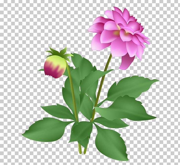 Dahlia Autumn Petal Peony Flower PNG, Clipart, Annual Plant, Autumn, Autumn Crocus, Autumn Leaf Color, Dahlia Free PNG Download