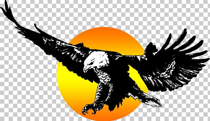 Eagle Middle School Offoumou Yapo Higher Education PNG, Clipart, Adobe Flash, Aigle, Beak, Bird, Bird Of Prey Free PNG Download