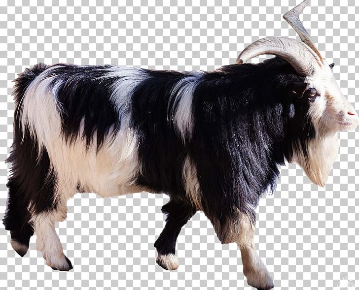 Goat Sheep Cattle Stock Photography PNG, Clipart, Animal, Animal Husbandry, Animals, Cattle, Cattle Like Mammal Free PNG Download