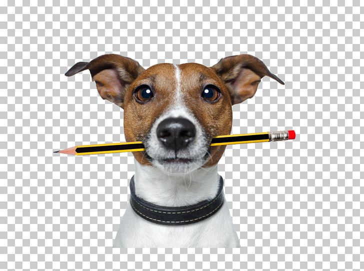 Pet Sitting Jack Russell Terrier Dog Walking Puppy Dog Daycare PNG, Clipart, Animals, Animal Shelter, Carnivoran, Dog, Dog Breed Free PNG Download