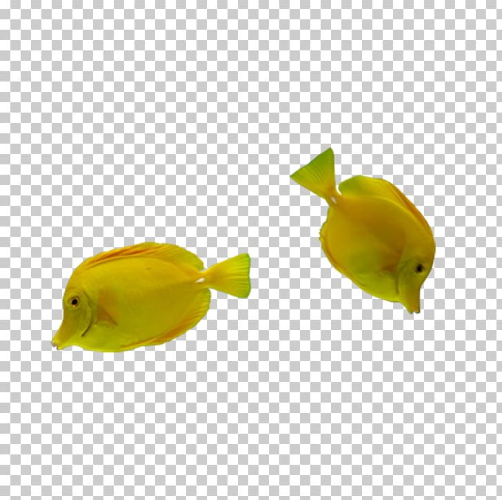 Tropical Fish Yellow Google S PNG, Clipart, Anatidae, Animals, Aquarium Fish, Beak, Bird Free PNG Download