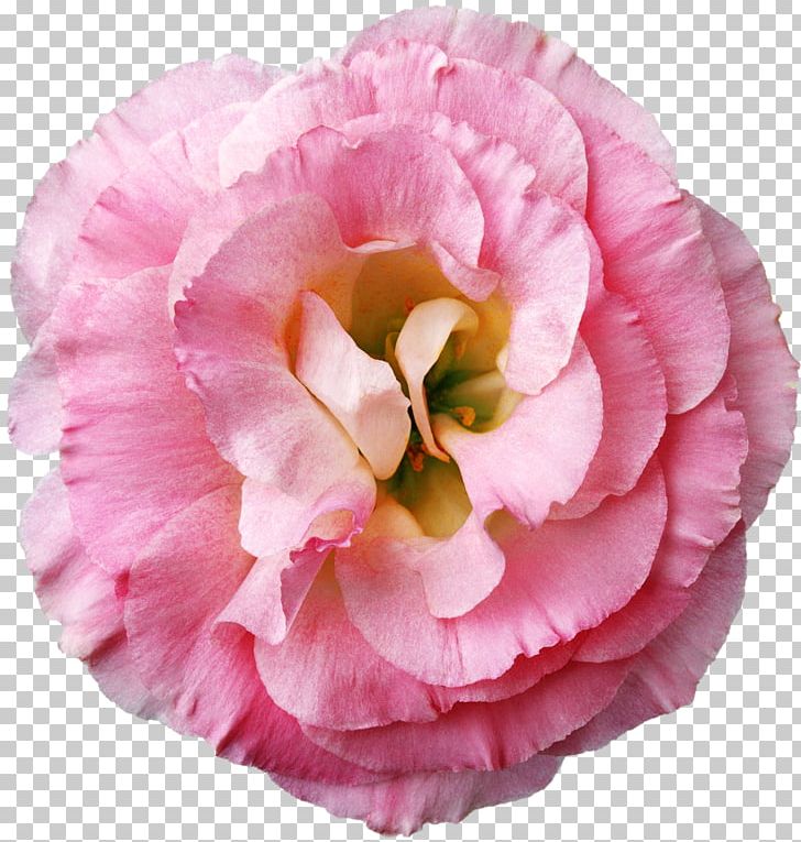 YIC京都ビューティ専門学校 Human Flower Test PNG, Clipart, Annual Plant, Camellia, Cicek Resimleri, Cut Flowers, Femininity Free PNG Download