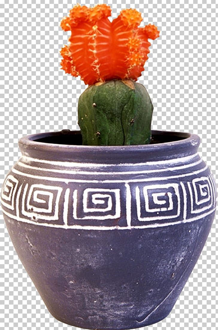 Cactaceae Flowerpot Bonsai Houseplant PNG, Clipart, Bonsai, Cactaceae, Cactus, Ceramic, Echinopsis Oxygona Free PNG Download