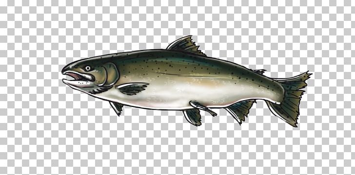 Coho Salmon Chinook Salmon Oily Fish Fish Products PNG, Clipart, Alaskan, Bony Fish, Chinook, Chinook Salmon, Coho Free PNG Download