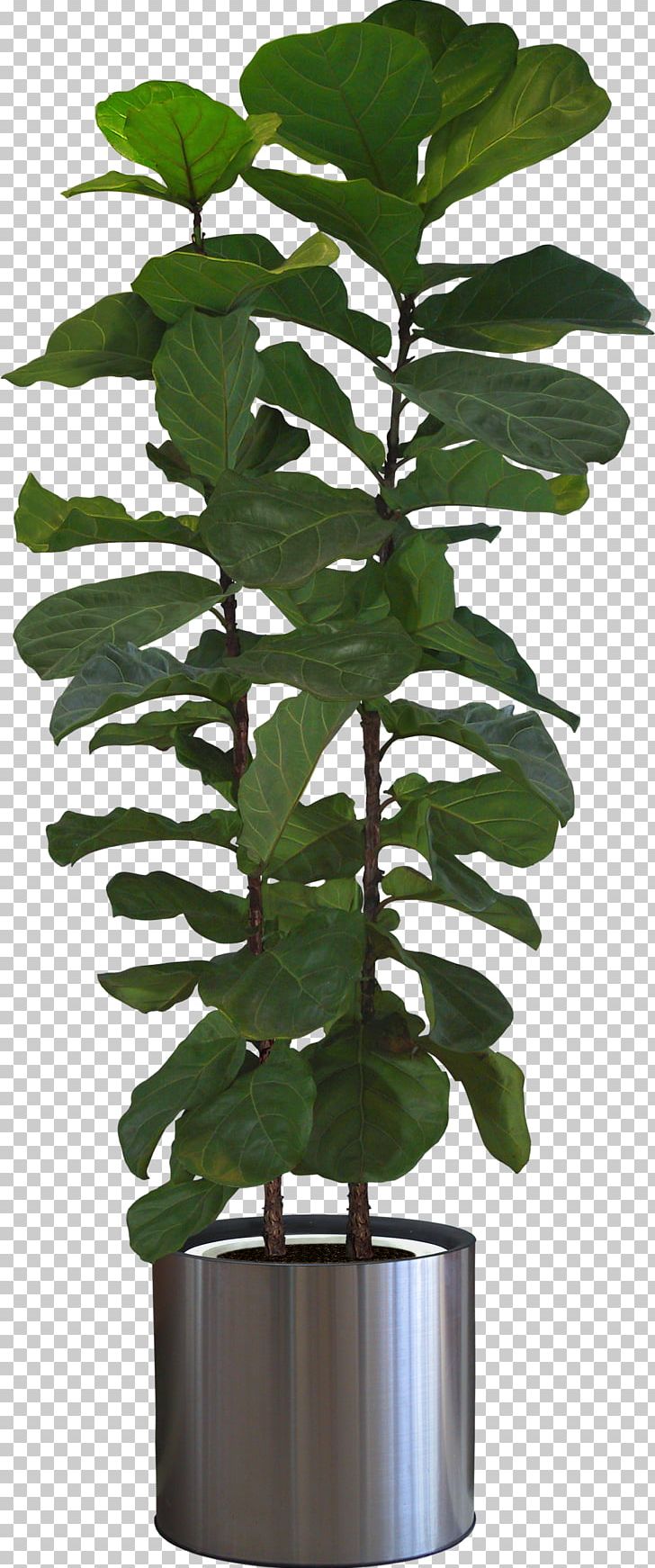 Fiddle-leaf Fig Houseplant Tree Bonsai PNG, Clipart, Arecaceae, Bonsai, Cape Jasmine, Chamaedorea Elegans, Fiddleleaf Fig Free PNG Download
