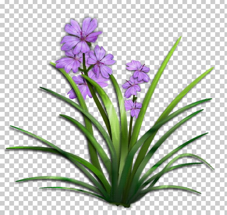 Flower Plant Shrub PNG, Clipart, Animation, Bellflower Family, Flora, Flower, Flowering Plant Free PNG Download
