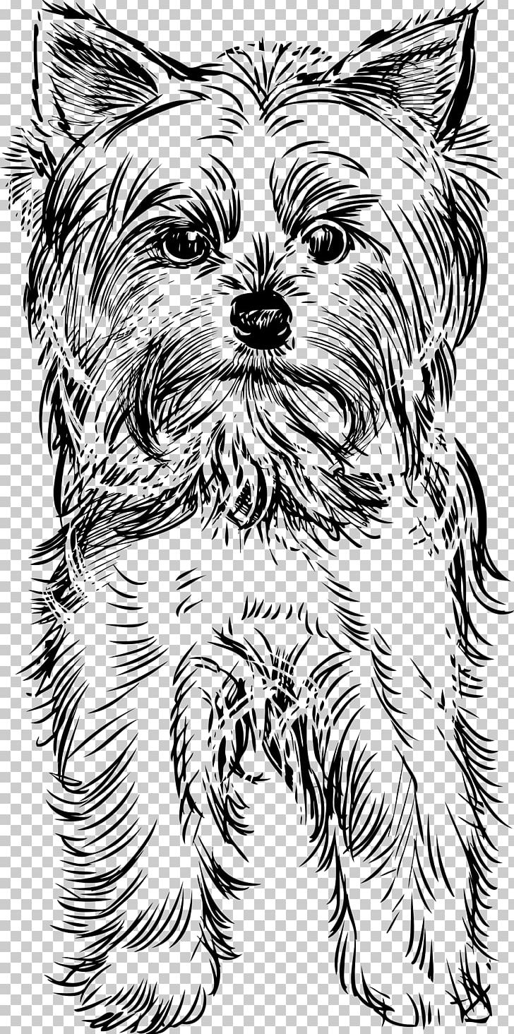 Yorkshire Terrier Puppy Drawing PNG, Clipart, Animals, Cairn Terrier, Carnivoran, Dog, Dog Breed Free PNG Download