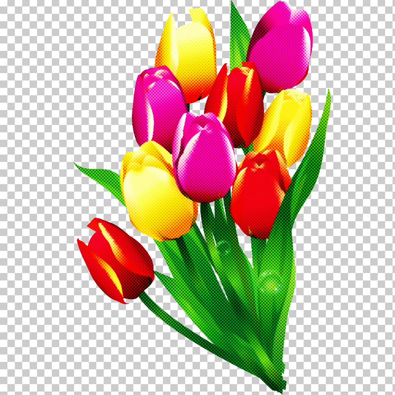 Tulip Petal Flower Cut Flowers Yellow PNG, Clipart, Bouquet, Crocus, Cut Flowers, Flower, Lily Family Free PNG Download