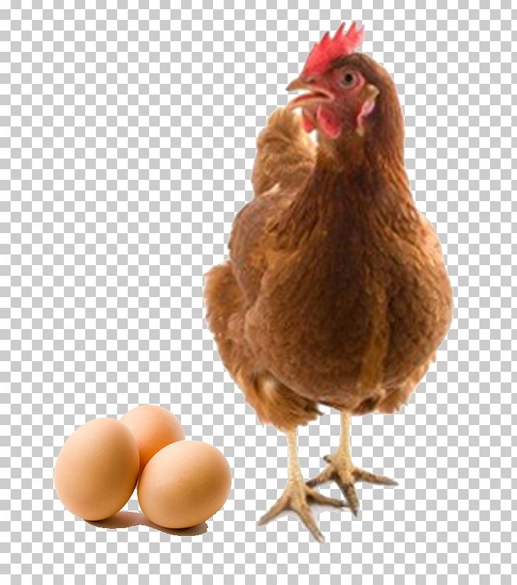 Chicken Or The Egg Battery Cage Chicken Or The Egg Livestock PNG, Clipart, Battery Cage, Beak, Bird, Chicken, Chicken Coop Free PNG Download