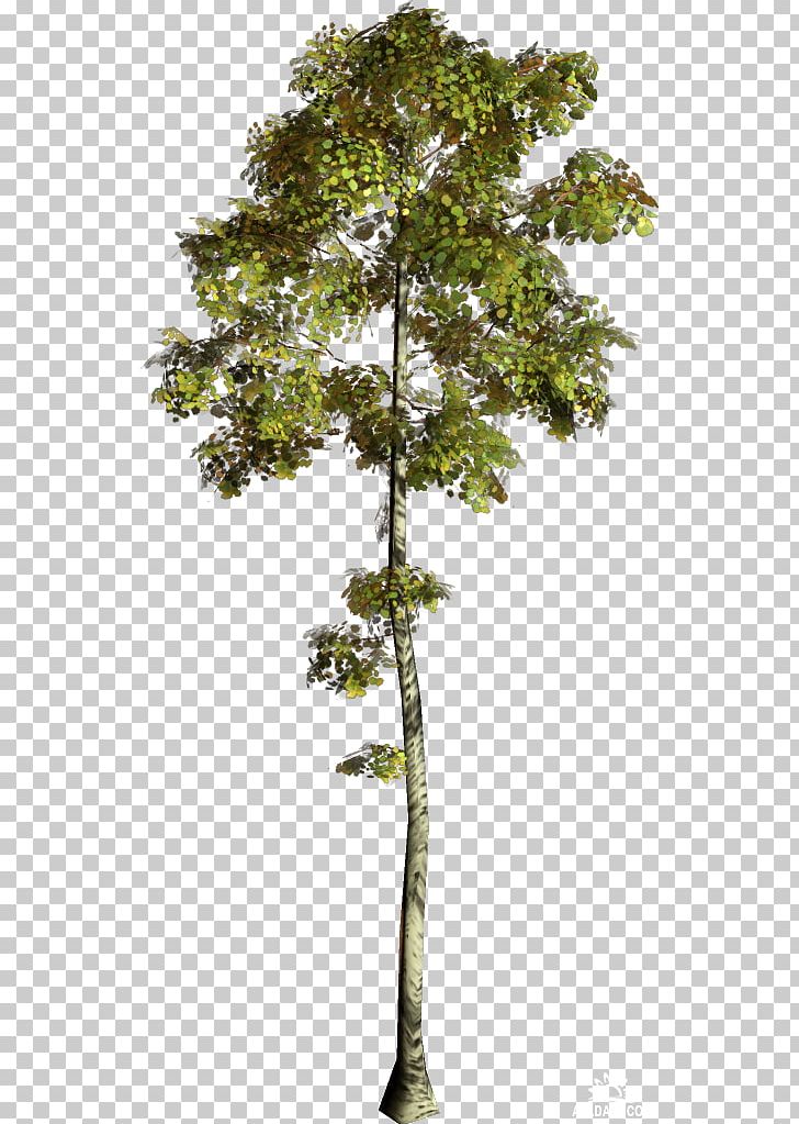 Forest Tree Garden PNG, Clipart, Branch, Collage, Conifer, Evergreen, Flower Free PNG Download