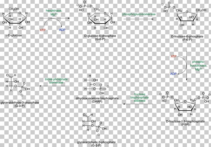 Glycolysis Metabolic Pathway Adenosine Triphosphate Glucose Sugar Phosphates PNG, Clipart, Ade, Angle, Area, Biochemistry, Carbon Free PNG Download