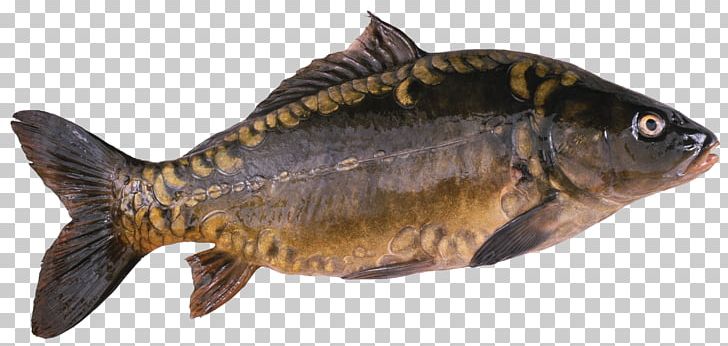 Koi Freshwater Fish Carp PNG, Clipart, Animal Figure, Animals, Animal Source Foods, Aquaculture, Bony Fish Free PNG Download