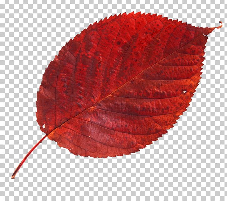 Maple Leaf Photography Red PNG, Clipart, Animal, Fossil, Leaf, Maple Leaf, Nature Free PNG Download