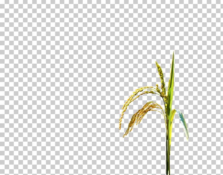 Oryza Sativa Rice Paddy Field Crop PNG, Clipart, Arable Land, Brown Rice, Cereal, Computer Wallpaper, Crop Free PNG Download