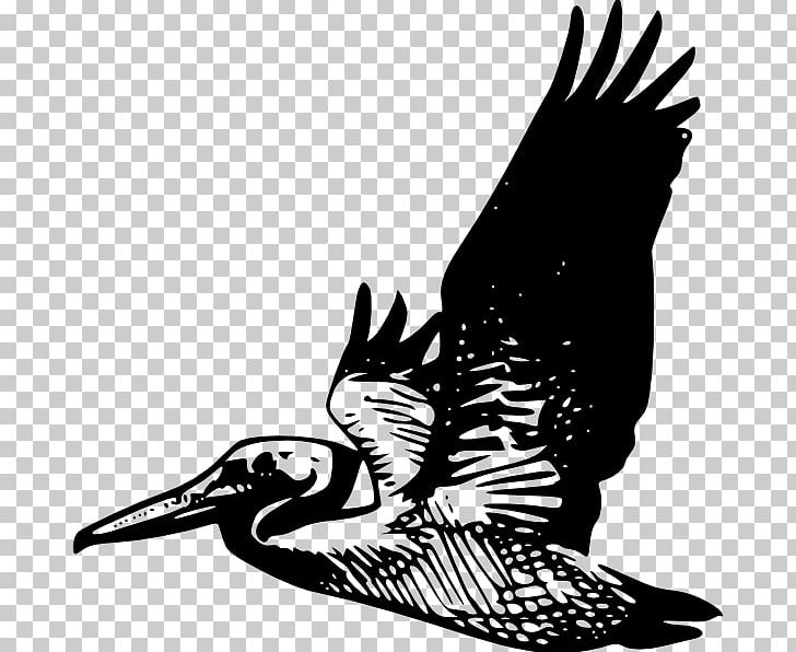 Pelican Bird Silhouette PNG, Clipart, Animals, Art, Beak, Bird, Bird Flight Free PNG Download