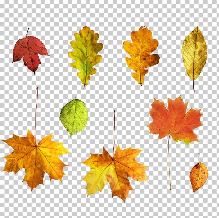 Autumn Deciduous Leaf PNG, Clipart, Autumn, Autumn Leaf Color, Autumn Leaves, Autumn Tree, Deciduous Free PNG Download
