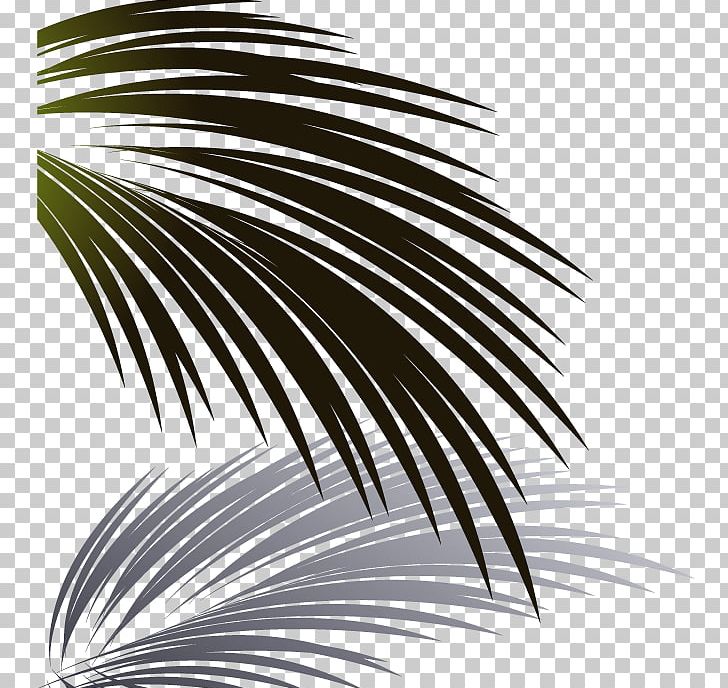 Leaf Coconut Euclidean PNG, Clipart, Adobe Illustrator, Autumn Leaves, Banana Leaves, Black And White, Coconut Leaves Free PNG Download