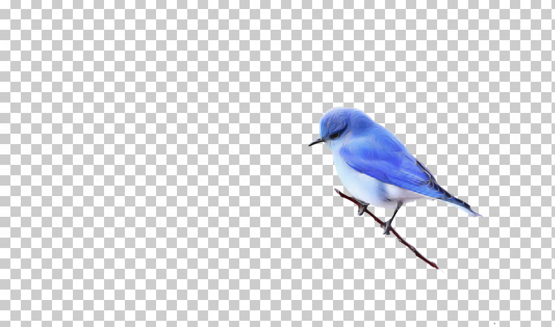 Feather PNG, Clipart, Beak, Biology, Birds, Bluebirds, Blue Jay Free PNG Download