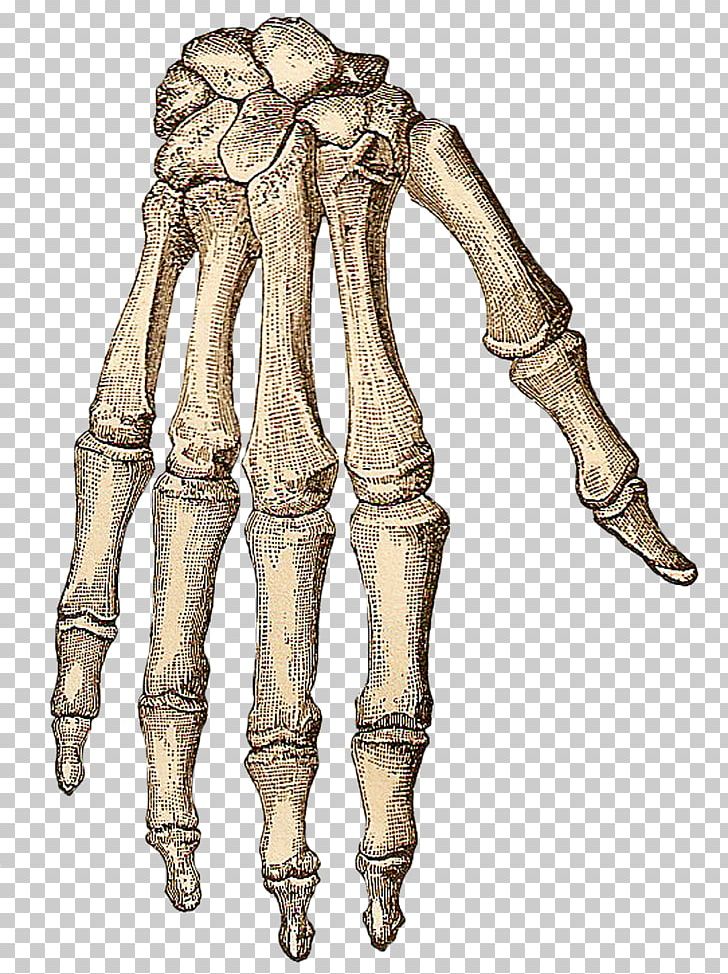 Human Skeleton Human Body Skull Hand Bone PNG, Clipart, Arm, Bone, Carpal Bones, Costume Design, Drawing Free PNG Download