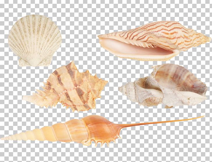 Seashell Cockle Conchology Shankha PNG, Clipart, Animals, Care, Cheque, Cockle, Conch Free PNG Download