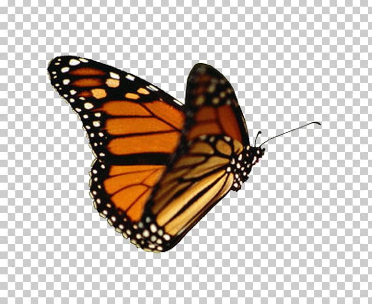 Butterfly Animation PNG, Clipart, Animation, Apng, Arthropod, Brush Footed  Butterfly, Butterflies And Moths Free PNG Download