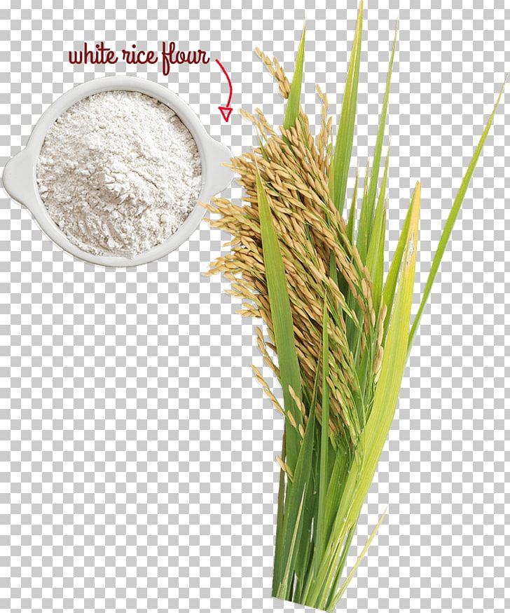 Cereal Germ Rice Ingredient Grain PNG, Clipart, Cereal, Cereal Germ, Commodity, Food, Food Drinks Free PNG Download