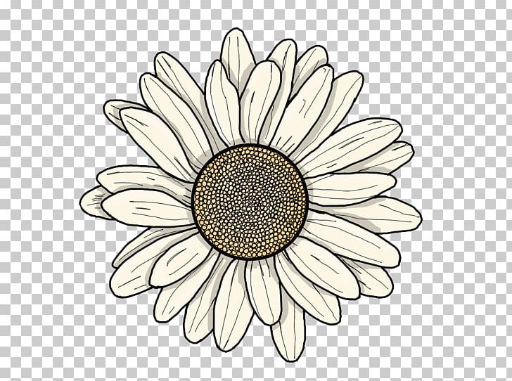 Common Sunflower YouTuber Drawing Transvaal Daisy PNG, Clipart, Circle, Common Sunflower, Cut Flowers, Daisy, Daisy Family Free PNG Download