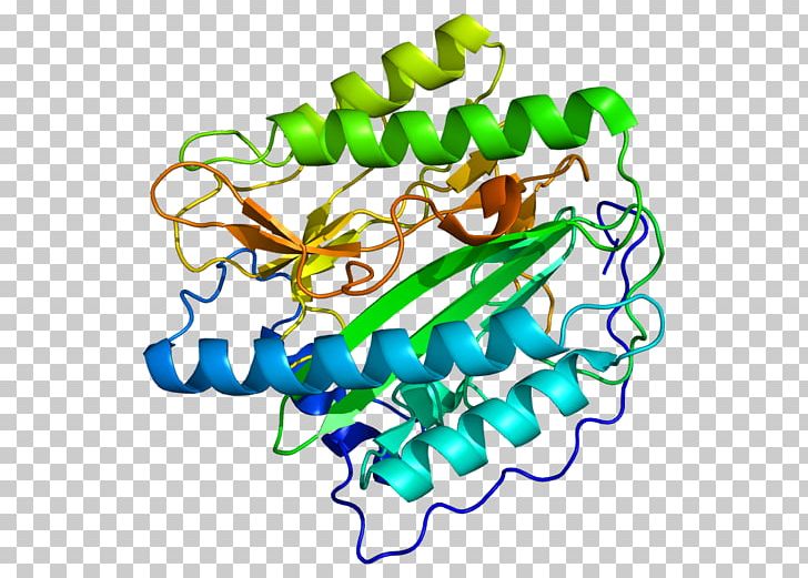 METAP1 Methionyl Aminopeptidase Protein Enzyme PNG, Clipart, 2 B, 3 H, 7aca, Aminopeptidase, Area Free PNG Download
