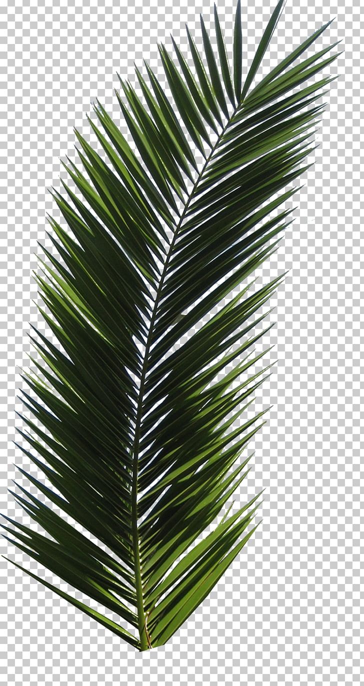 Arecaceae Leaf Tree PNG, Clipart, Arecaceae, Arecales, Autumn Leaf Color, Borassus Flabellifer, Clip Art Free PNG Download