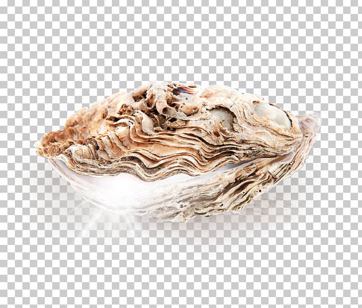 Clam Mussel Oyster Pectinidae PNG, Clipart, Clam, Clams Oysters Mussels And Scallops, Discovery Familia, Mussel, Others Free PNG Download