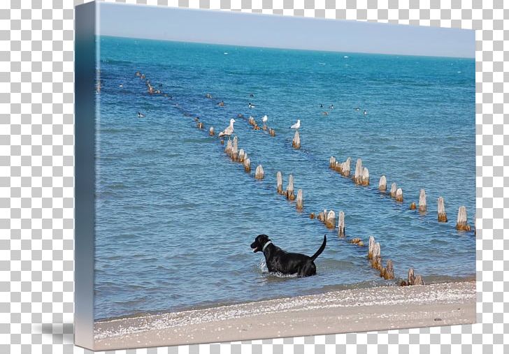 Dog Vacation Bird Leisure Frames PNG, Clipart, Animals, Beach, Bird, Black Labrador, Dog Free PNG Download