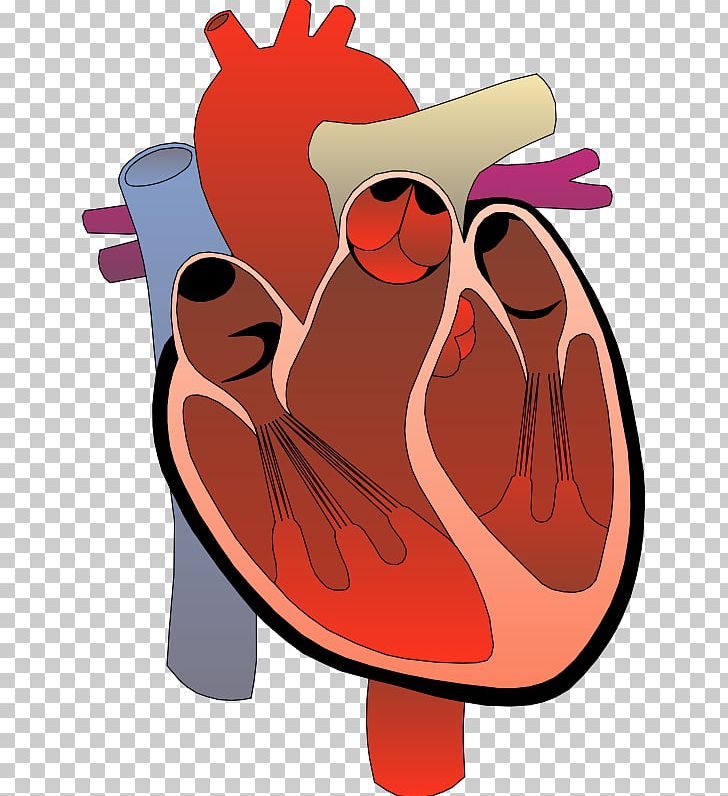medical cartoons heart