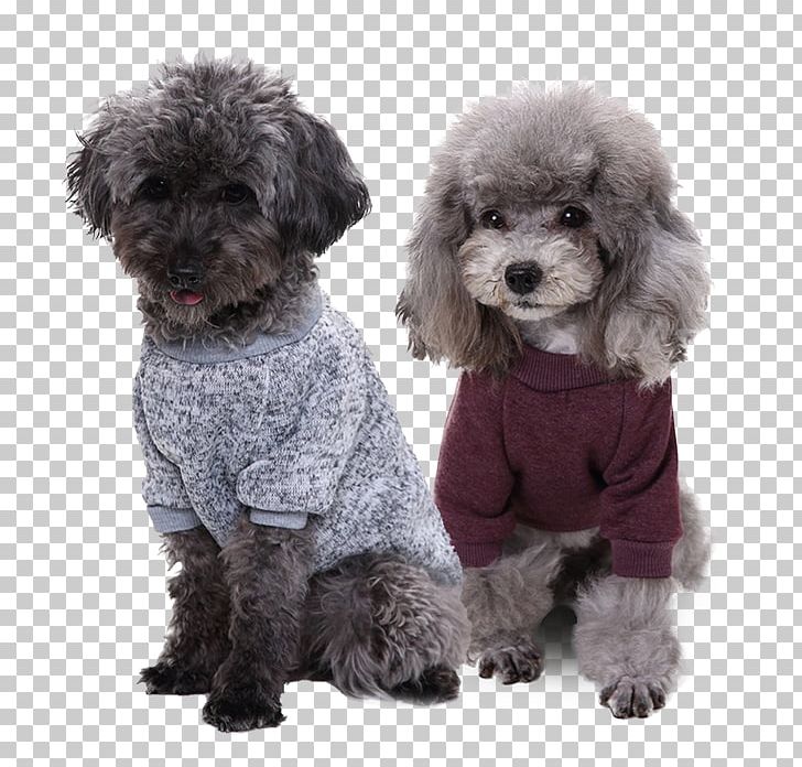 Miniature Poodle Toy Poodle Schnoodle Spanish Water Dog Poodle Crossbreed PNG, Clipart, Animals, Carnivoran, Cat, Clothing, Companion Dog Free PNG Download