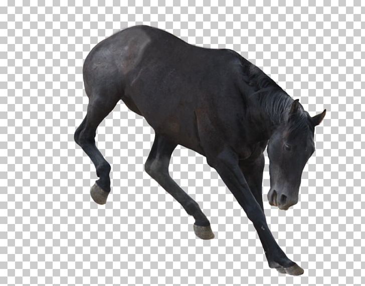 Mustang Dog Stallion Foal Bucking PNG, Clipart,  Free PNG Download