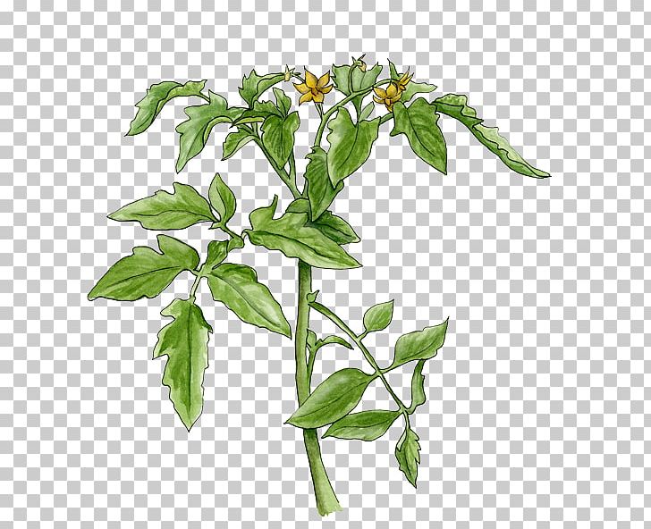 Tomato Soup Cherry Tomato Basil Pea Plant PNG, Clipart, Basil, Cherry Tomato, Flower, Flowerpot, Herb Free PNG Download