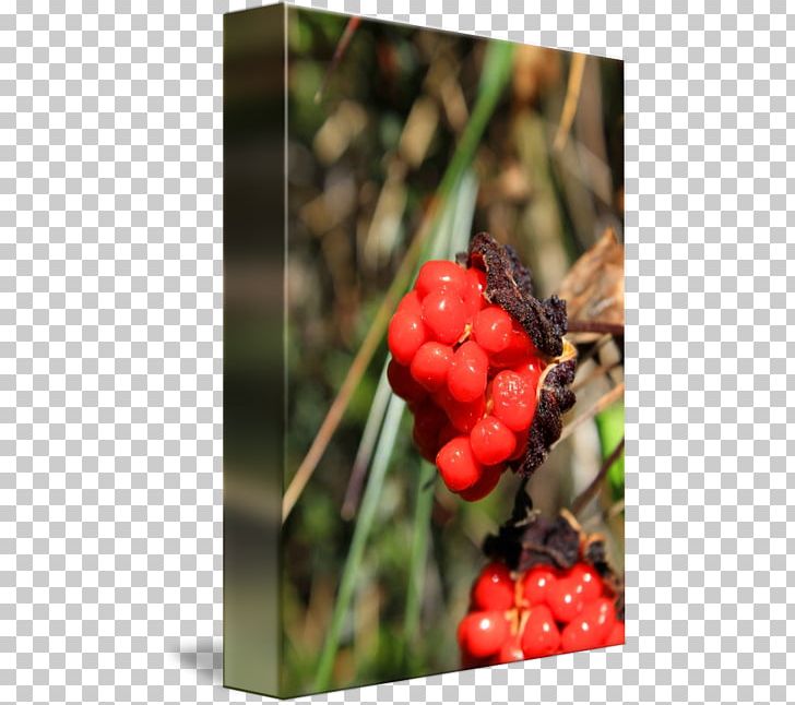 Cloudberry Raspberry Cranberry Mulberry Berries PNG, Clipart, Berries, Berry, Blackberry, Cherry, Cloudberry Free PNG Download