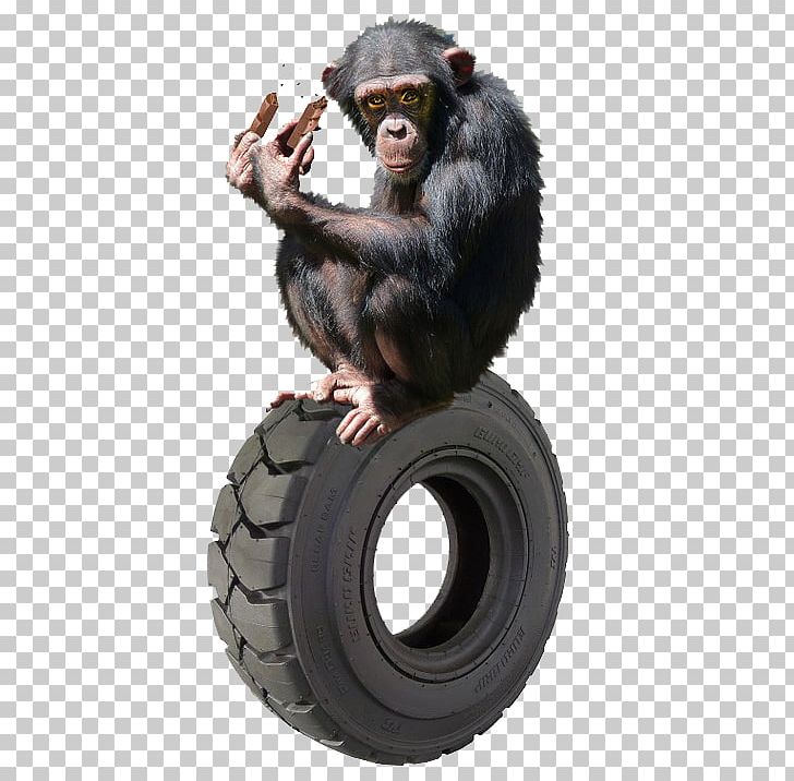 Common Chimpanzee Gorilla Primate Orangutan Gibbon PNG, Clipart, Animal, Animals, Anthropoid Ape, Ape, Automotive Tire Free PNG Download