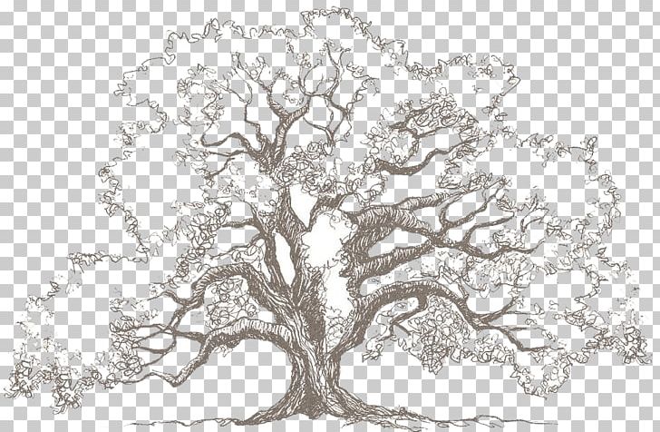 Drawing Oak Tree Sketch PNG, Clipart, Art, Art Museum, Black And White, Branch, Deviantart Free PNG Download