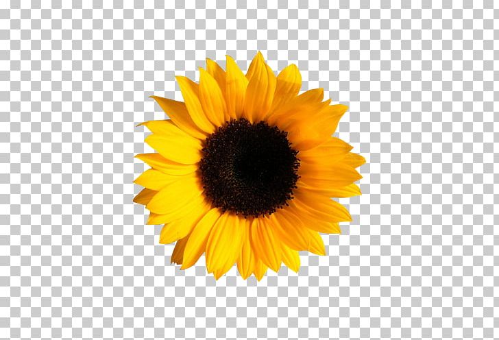 Kansas Common Sunflower Napkin Paper PNG, Clipart, Bright Light Effect, Brightness, Daisy Family, Disposable, Flower Free PNG Download