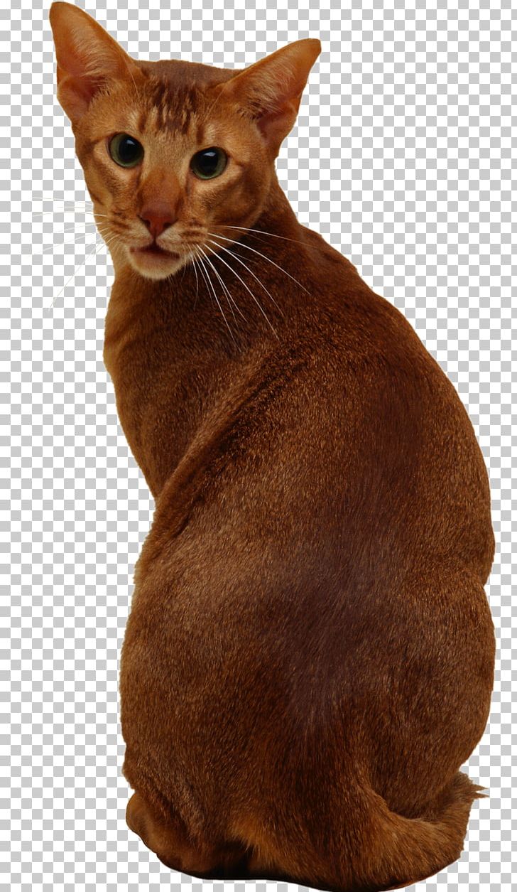 Ocicat German Rex Abyssinian Felidae PNG, Clipart, Abyssinian, Animal, Animals, Asian, Book Free PNG Download