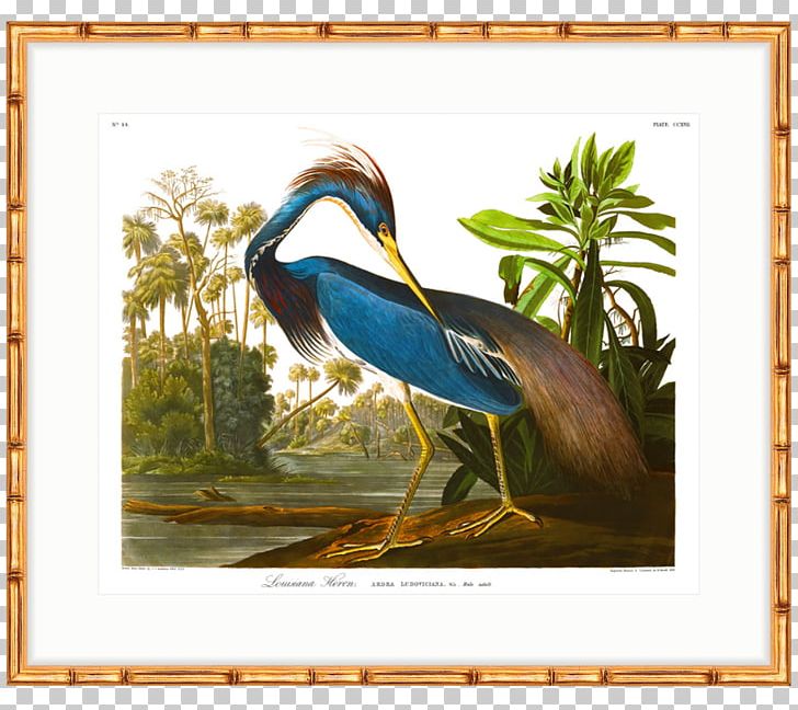 The Birds Of America Louisiana Heron National Audubon Society Havell Family PNG, Clipart, Art, Beak, Bird, Birds Of America, Fauna Free PNG Download