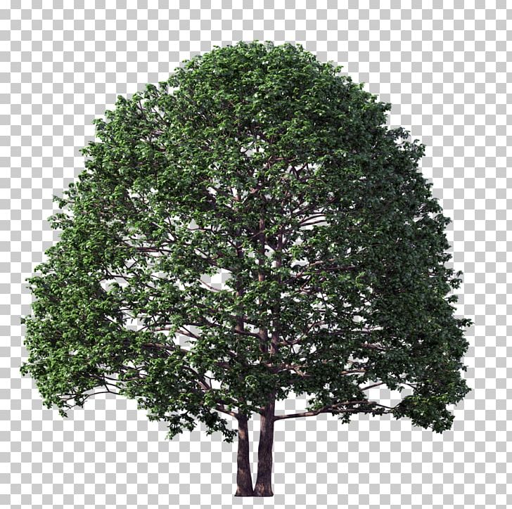 Tree PNG, Clipart, Art, Branch, Computer Icons, Deviantart, Evergreen Free PNG Download