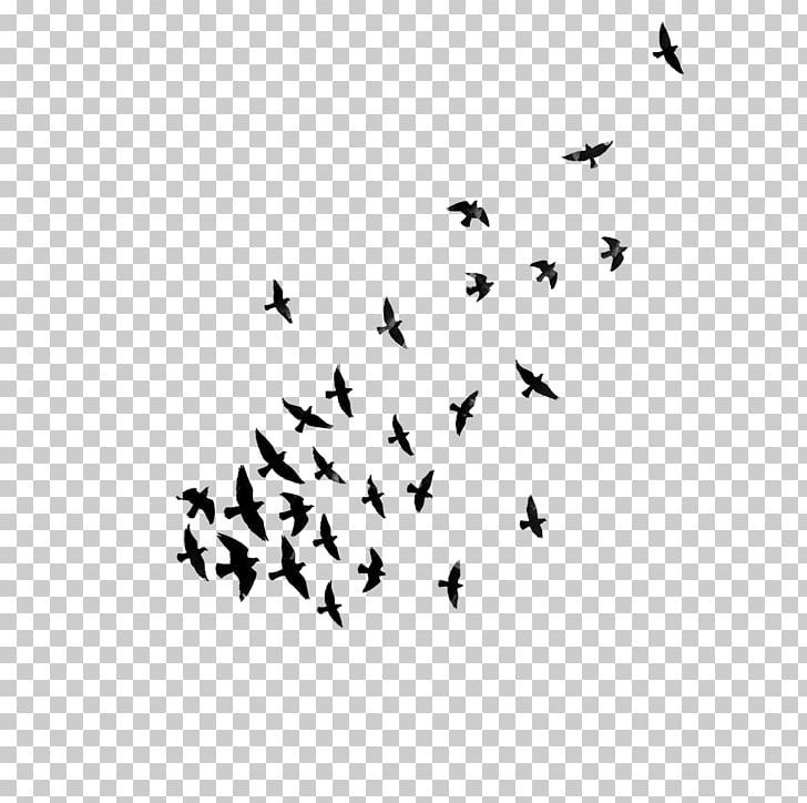 Bird Statistical Dispersion Dyspersja PNG, Clipart, Animal Migration, Animals, Beak, Bird, Bird Flight Free PNG Download