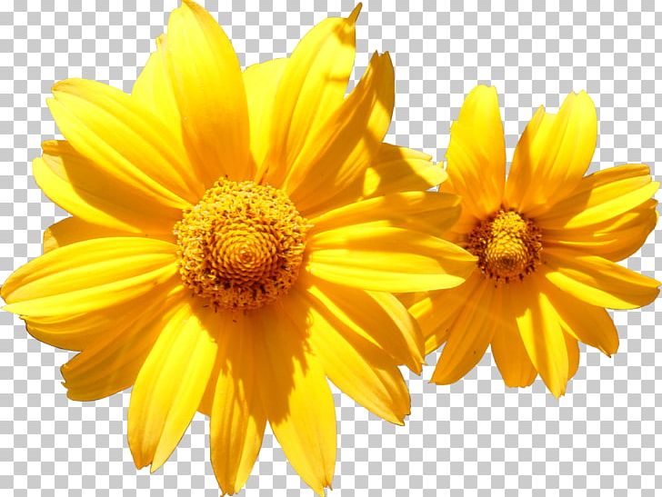 Calendula Officinalis Flower Marigold Orange Photography PNG, Clipart, Calendula Officinalis, Camomile, Chrysanths, Daisy Family, Flavonoid Free PNG Download