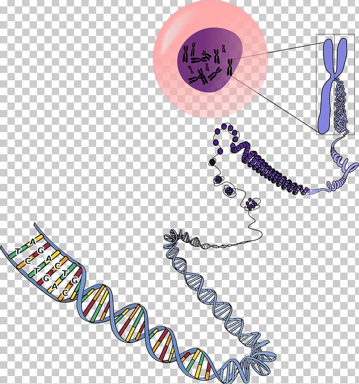DNA Chromosome RNA Genetics PNG, Clipart, Base Pair, Biology, Body Jewelry, Cell, Chromosome Free PNG Download
