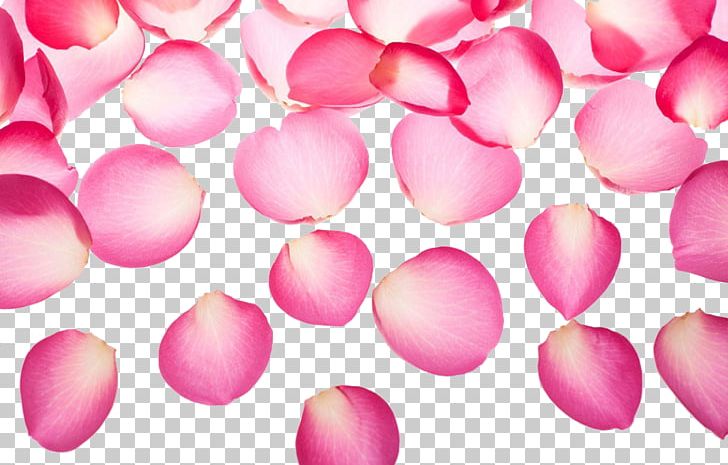 Pink Petal Symbol PNG, Clipart, Designer, Download, Encapsulated Postscript, Fine, Floating Free PNG Download