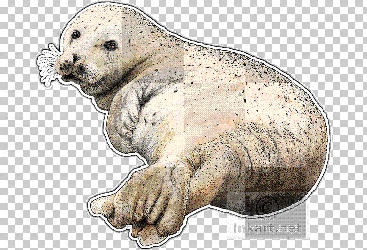 Sea Lion Walrus Harbor Seal Pinniped Drawing PNG, Clipart, Animal, Animals, Art, Carnivora, Carnivoran Free PNG Download