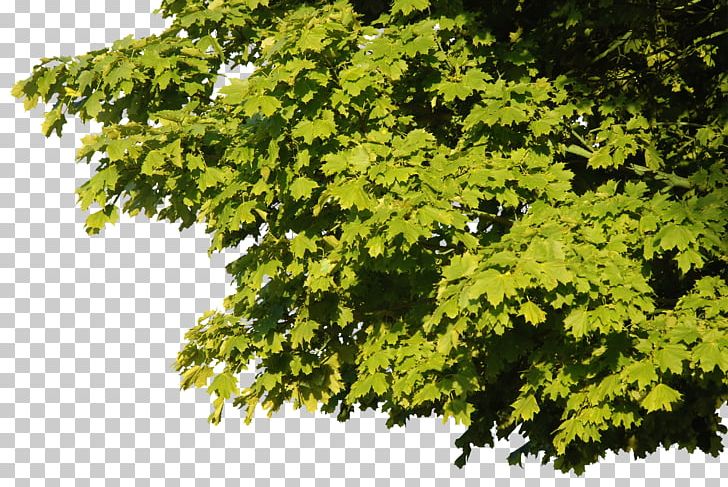 Tree Cinemagraph PNG, Clipart, Blog, Branch, Cinemagraph, Download, Evergreen Free PNG Download